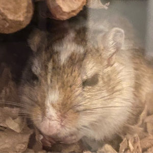 Meet your Posher, Tess